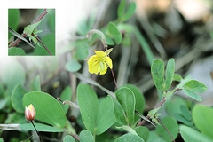 Chamaecrista rotundifolia